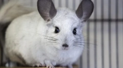 Speranța de viață a chinchilelor în natură și la domiciliu